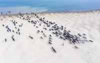 Buffalo Herd